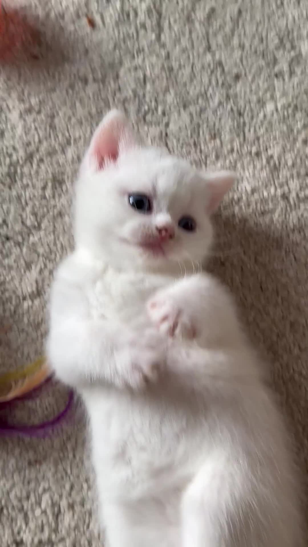 British Shorthair cats for sale: Beautiful white BSH kitten blue eyes  - Video 1