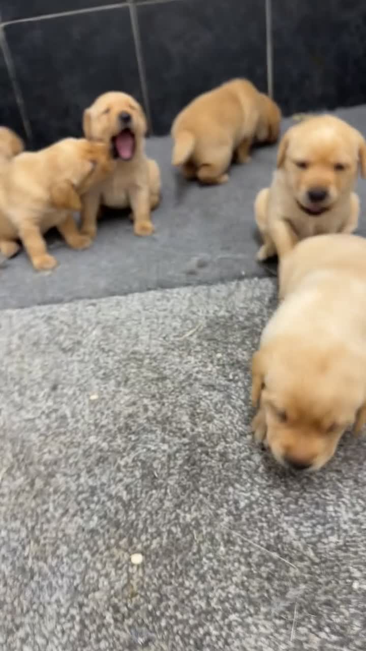 Labrador Retriever dogs for sale: Beautiful chunky Labrador pups  in Doncaster - Video 1