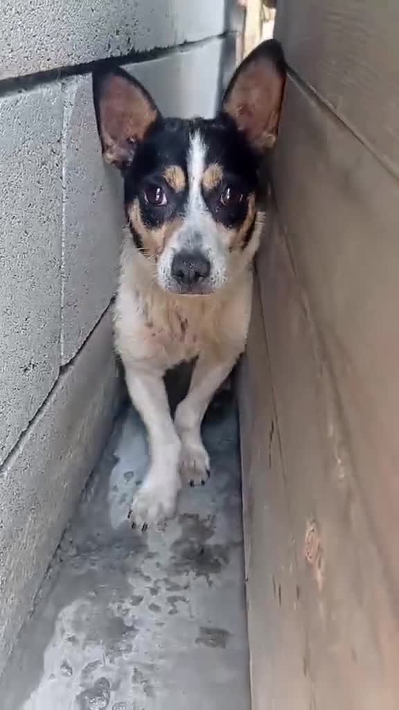 Mixed Breed dogs for adoption: Margot, 10+ yrs. Available for adoption  - Video 3