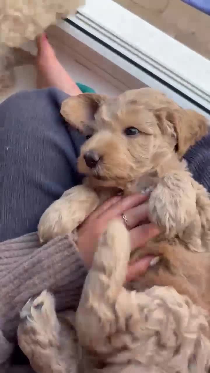 Australian Labradoodle dogs for sale: Australian labradoodle's  - Video 4