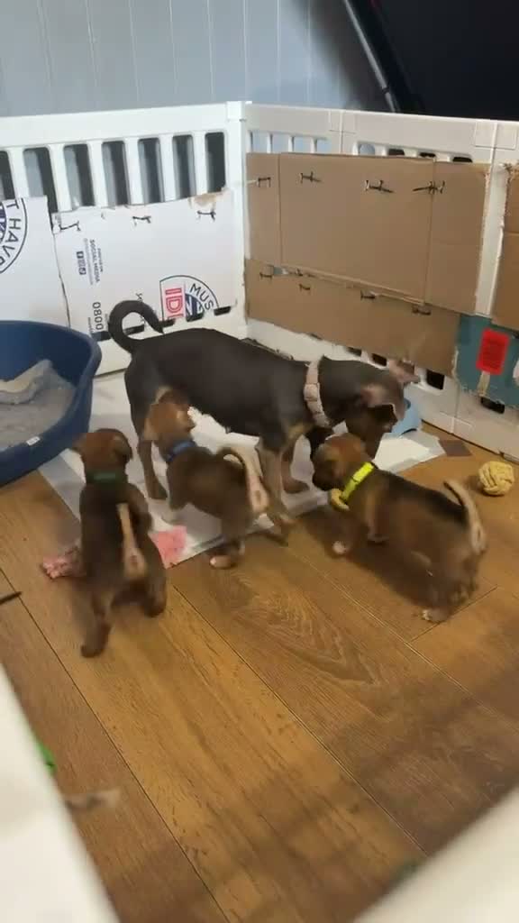 Jack Russell dogs for sale: Much wenlock boys 1 little boy left - Video 1