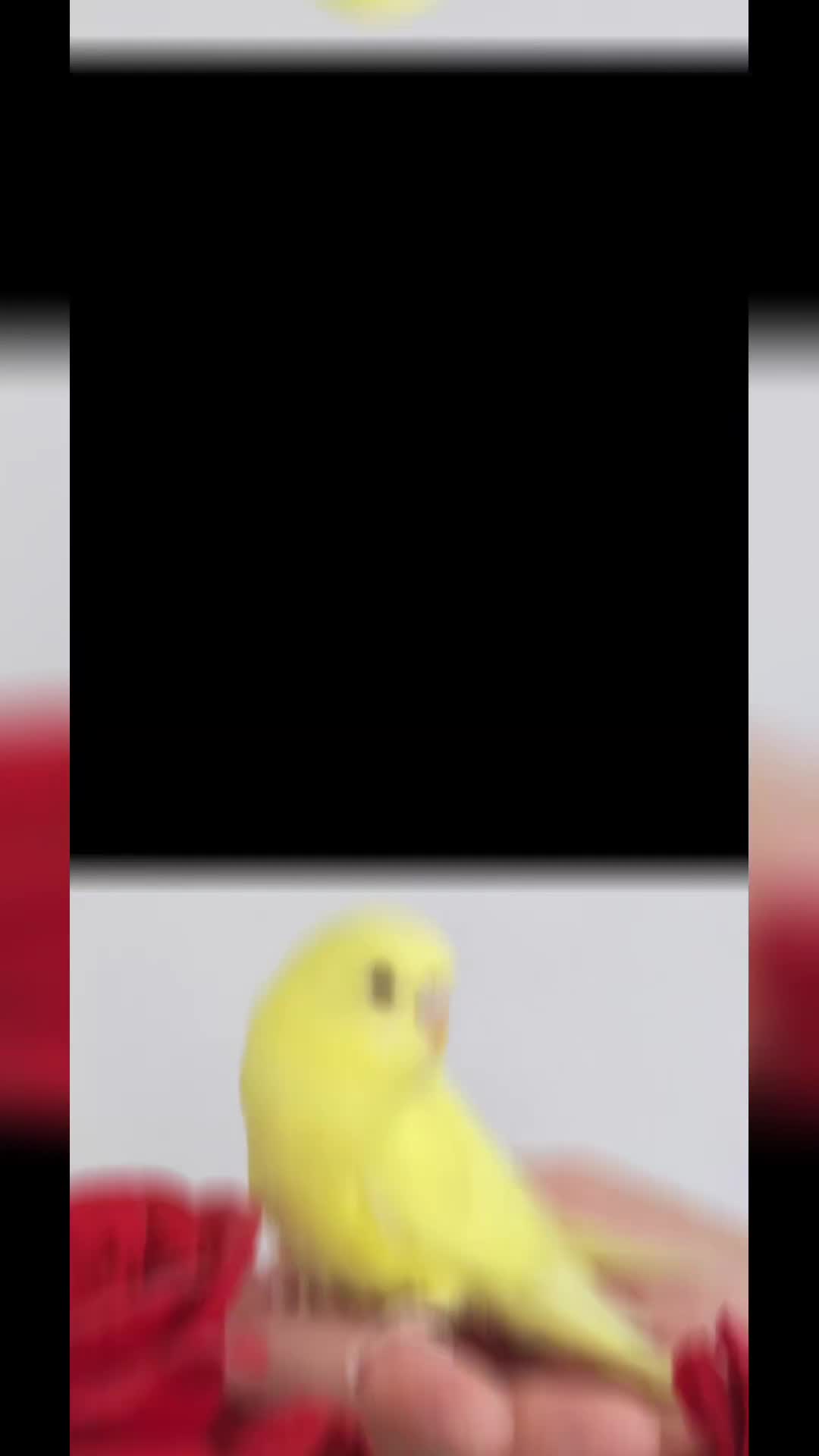 Budgerigars birds for sale: Handreared Beautiful Budgies. - Video 1