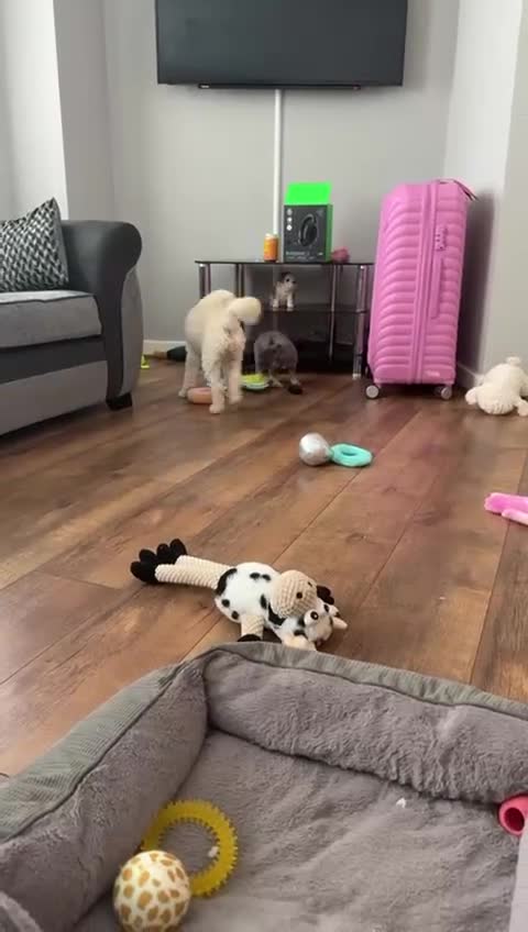 Poodle dogs for sale: 11 month old cockapoo  - Video 1