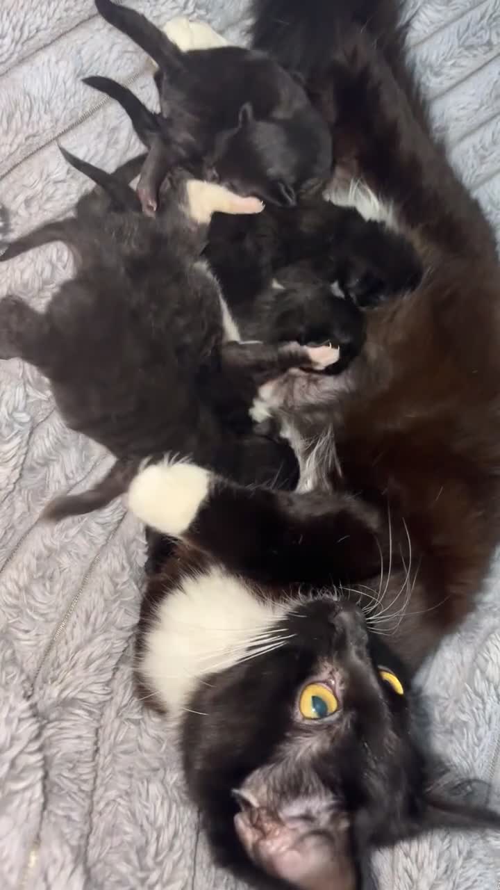 Mixed Breed cats for sale: 4 kittens for sale - Video 2