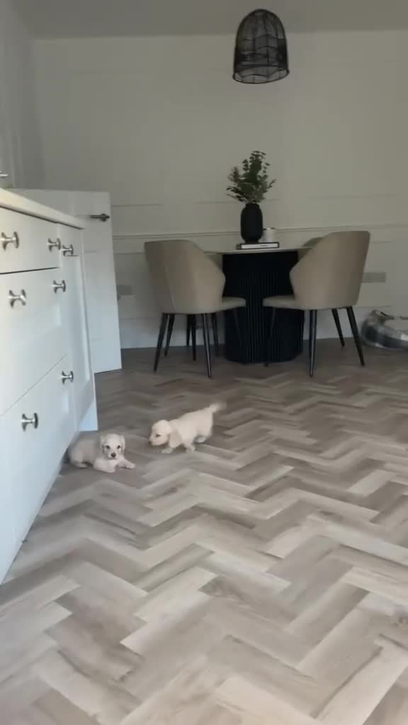 Miniature Dachshund dogs for sale: Stunning English cream mini dachshunds🤍 in Leicester - Video 1