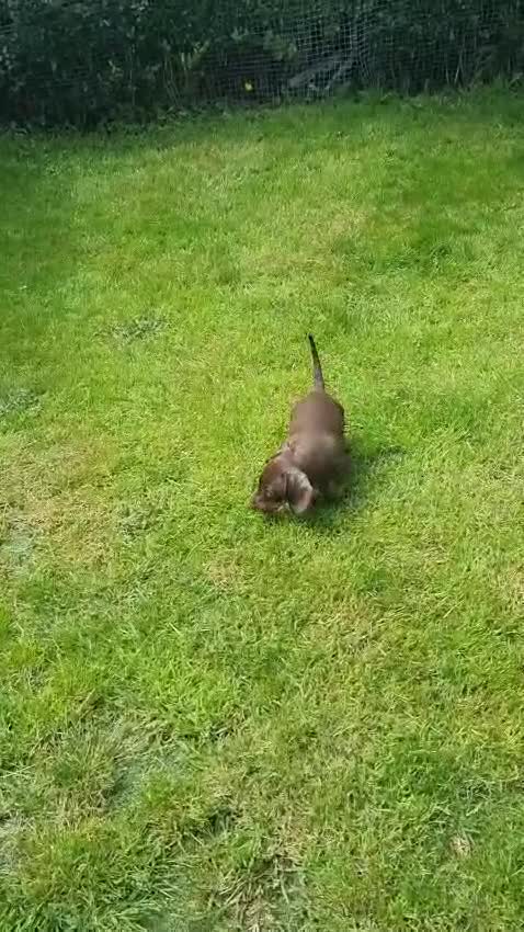 Miniature Dachshund dogs for sale: Miniature dachshund  in Swansea - Video 1
