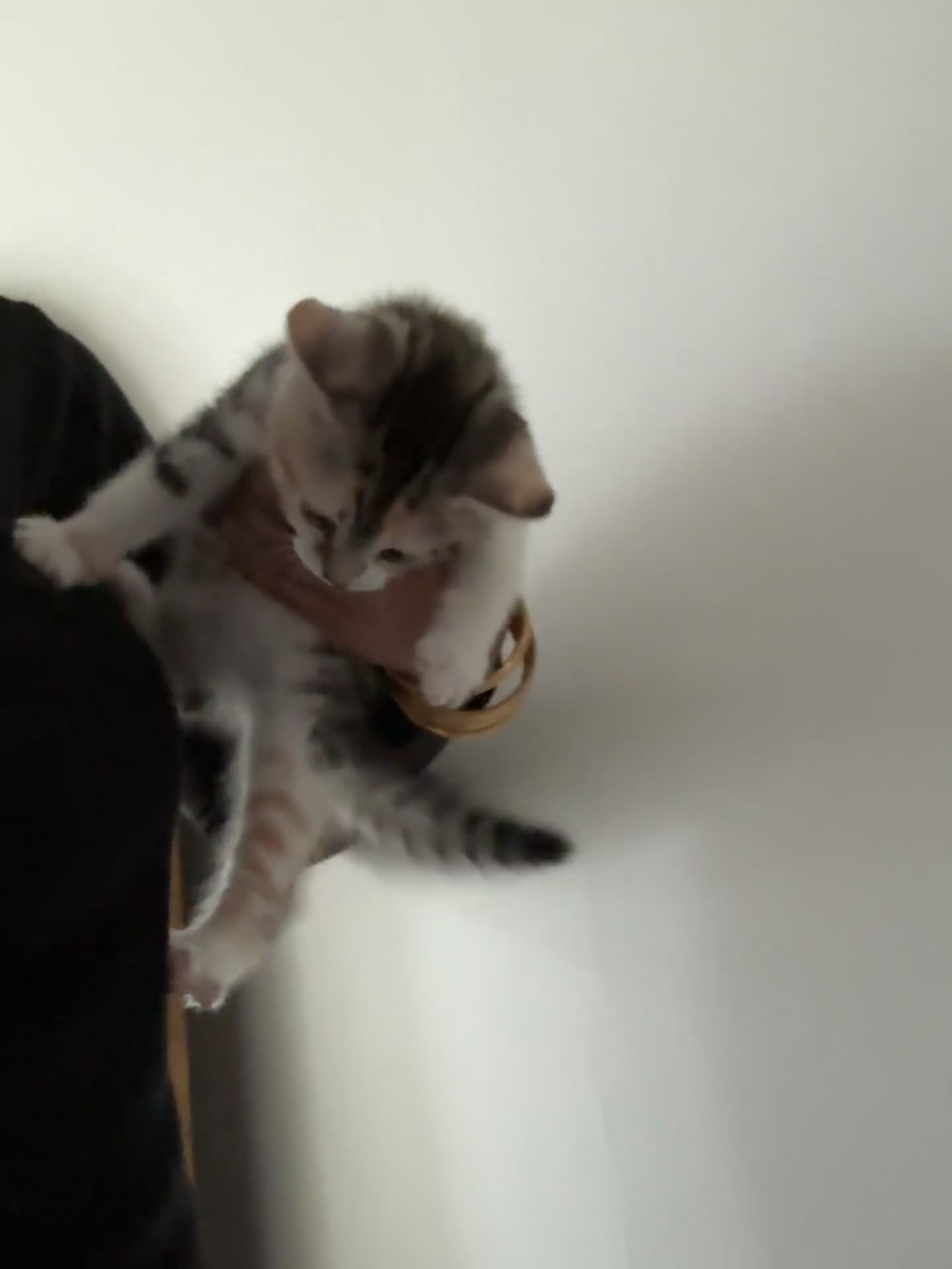 British Shorthair cats for sale: Bengal x British short hair  - Video 3