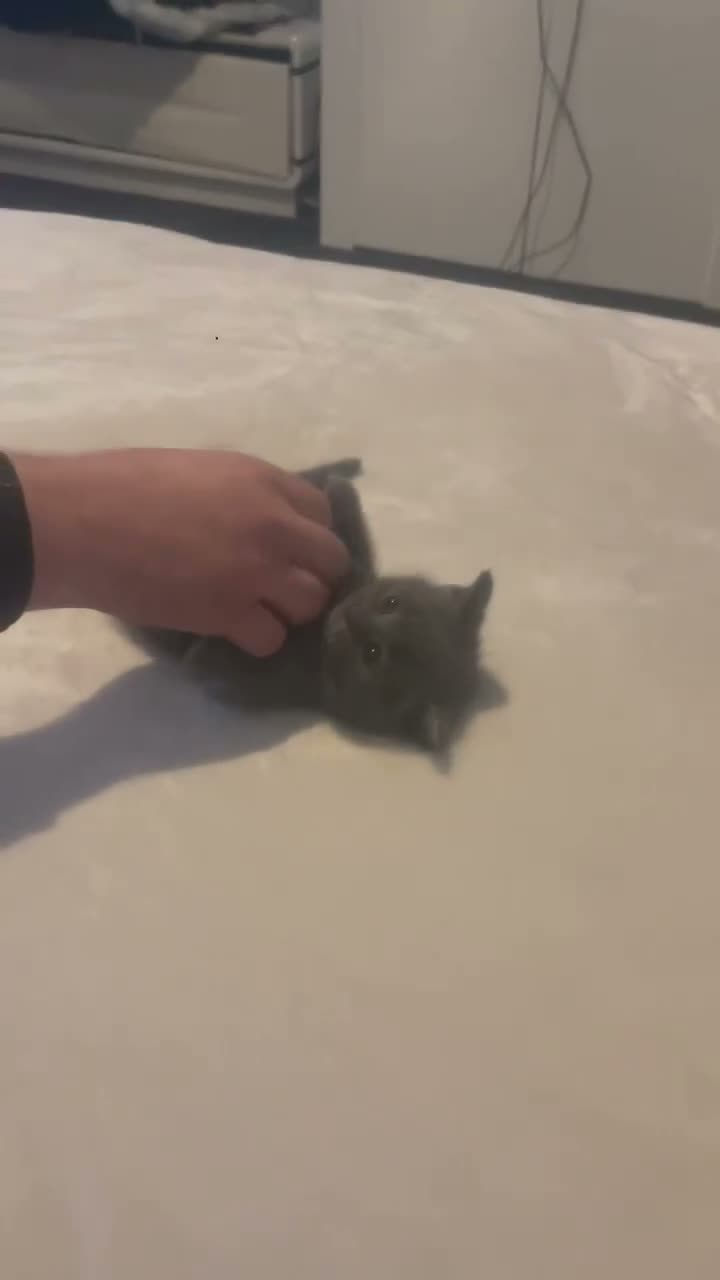 Ragdoll cats for sale: Last ragdoll x kitten - Video 2