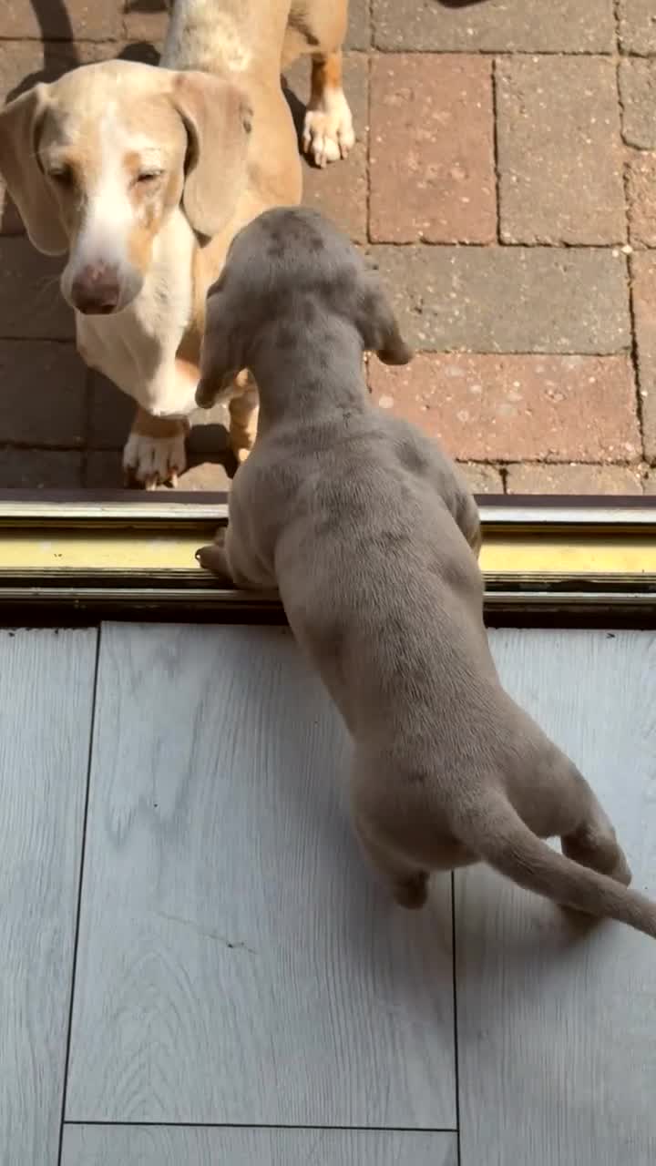 Dachshund dogs for sale: 3 beautiful dashound puppies !  - Video 2