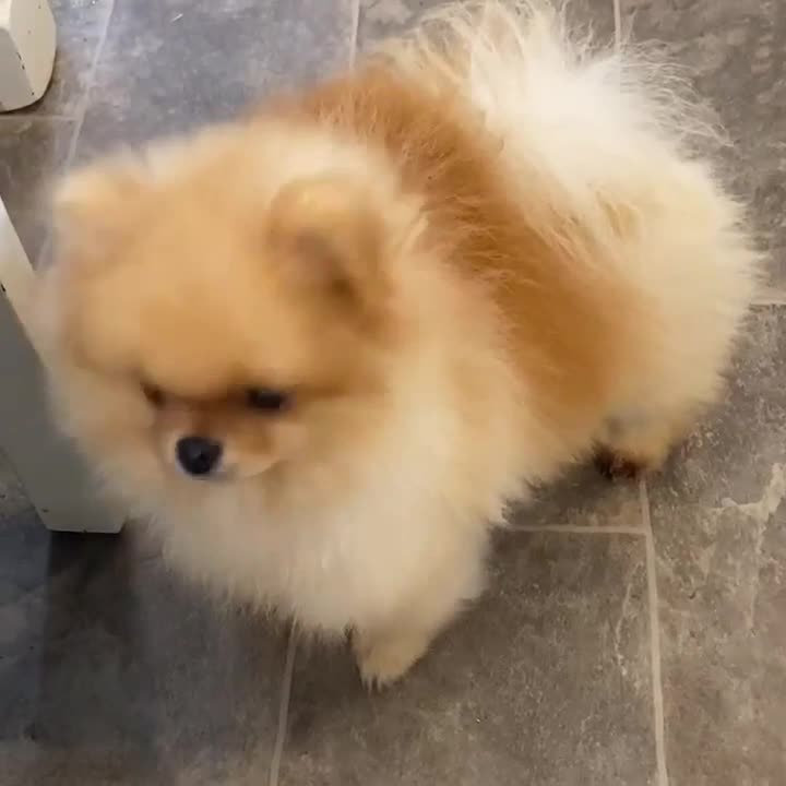 Pomeranian dogs for stud: Kc bright orange Pomeranian stud 1.9kg tv star in Lingfield - Video 1