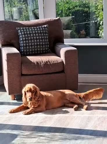 Cocker Spaniel dogs for sale: 3 Year Old Cocker Spaniel - Beautiful Rosie - Video 1
