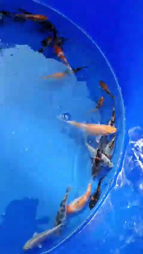 Koi Carp fish for sale: Koi for sale - Video 3