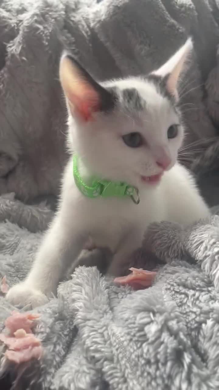 Mixed Breed cats for sale: Kittens  - Video 1