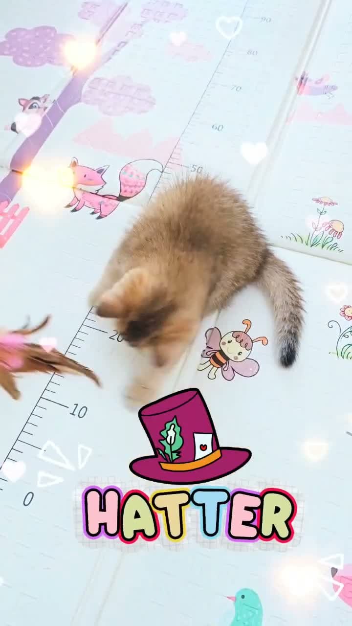 British Longhair cats for sale: 🧚‍♀️✨️ 3 Stunning  Sweet Babies 🐈🍬🐾 - Video 3