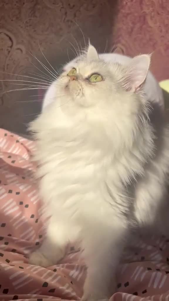 Persian cats for sale: WHITE PERSIAN  - Video 1