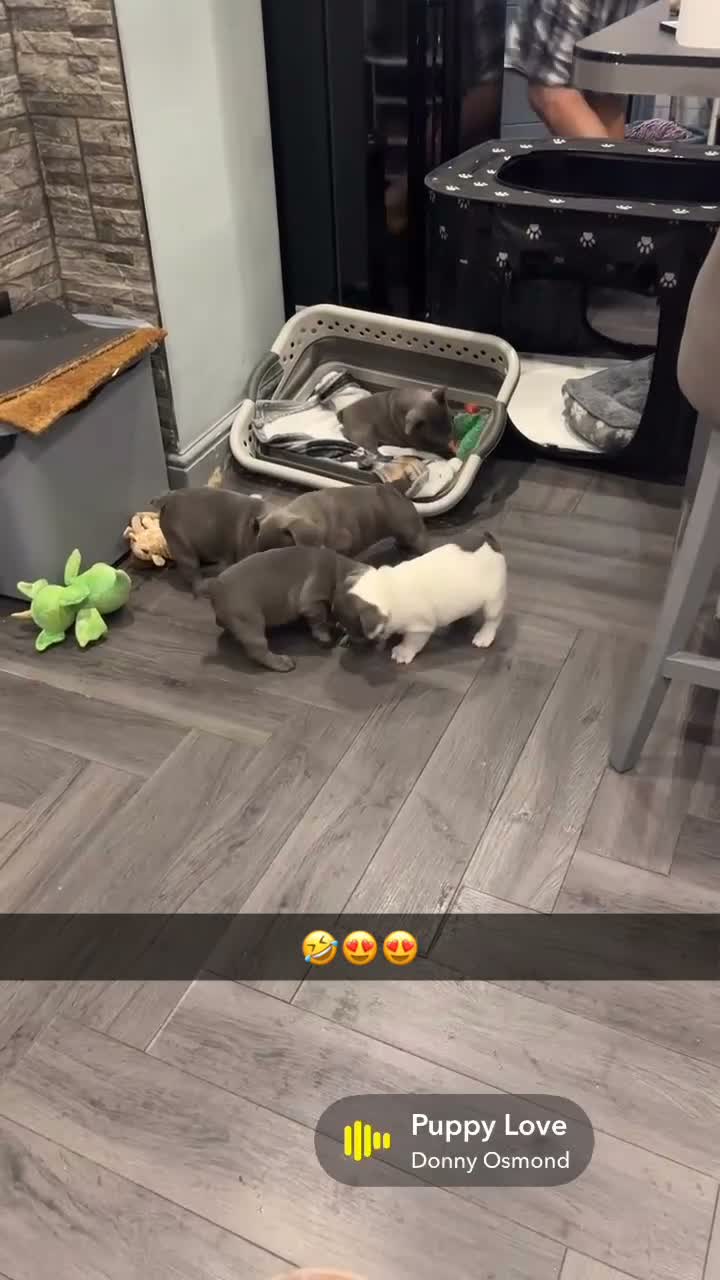 French Bulldog dogs for sale: Beautiful French Bulldog Puppies - Video 1