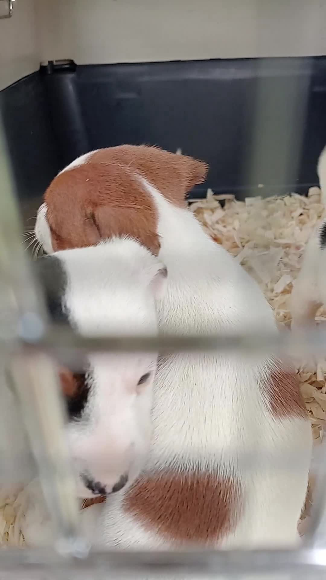 Jack Russell dogs for sale: JRT puppies (3 girls and 3 boys) - Video 2