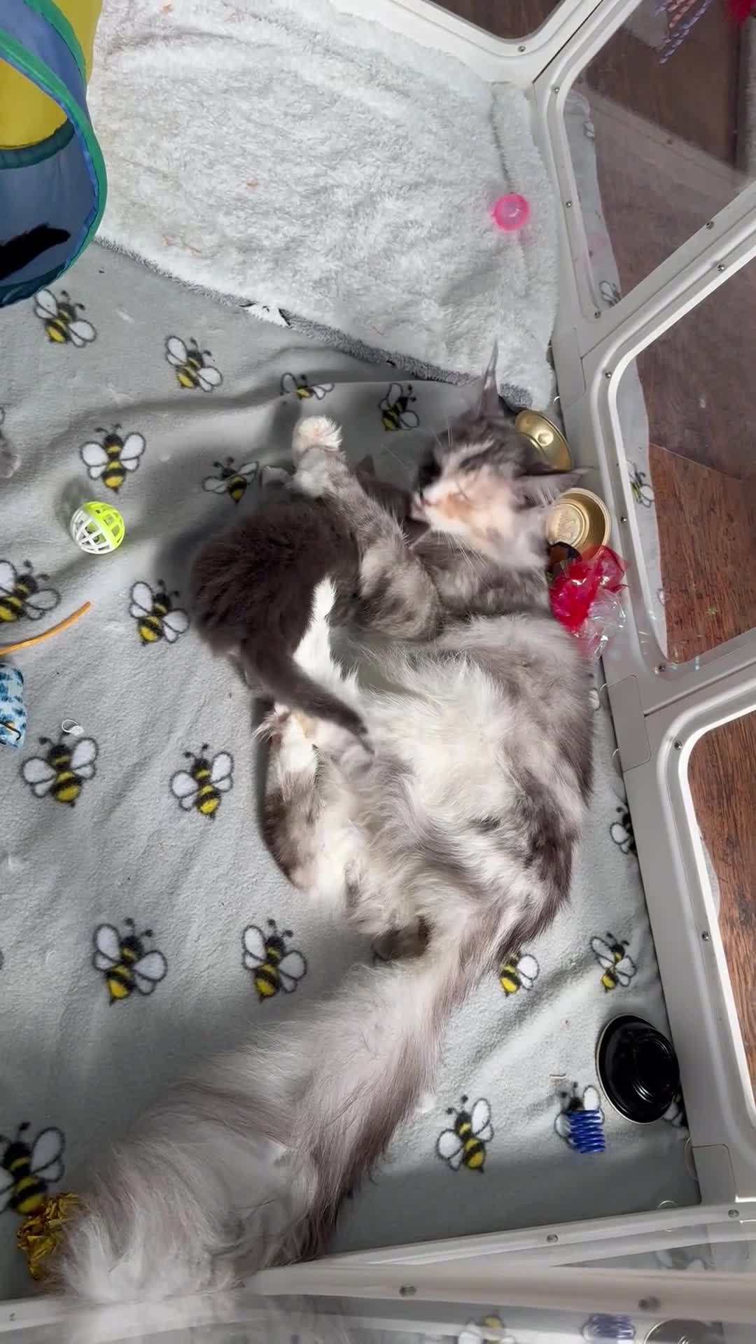 Maine Coon cats for sale: Stunning mainecoon kittens for sale.  - Video 2