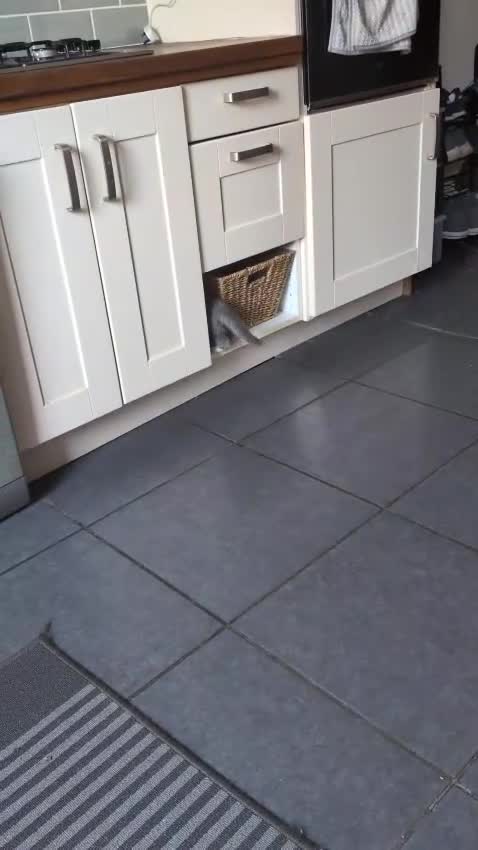 Mixed Breed cats for sale: Mixed short haired  in Ripley - Video 2