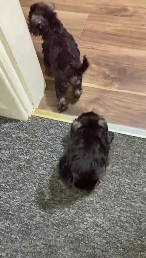 Miniature Schnauzer dogs for sale: MINITURE SCHNAUZER PUPS MIDDLESBROUGH  - Video 2