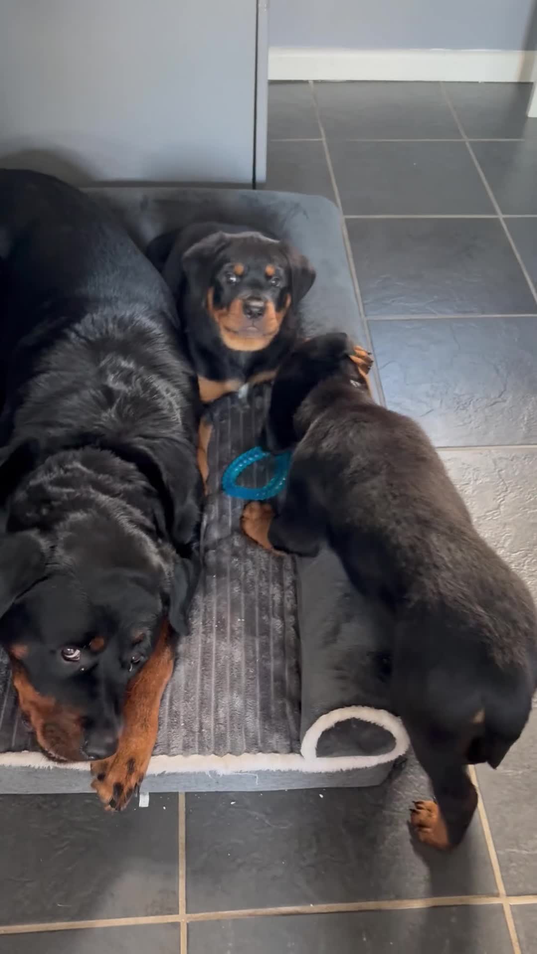 Rottweiler dogs for sale: Rottweiler puppies. 1 LEFT. READY TO GO. - Video 1