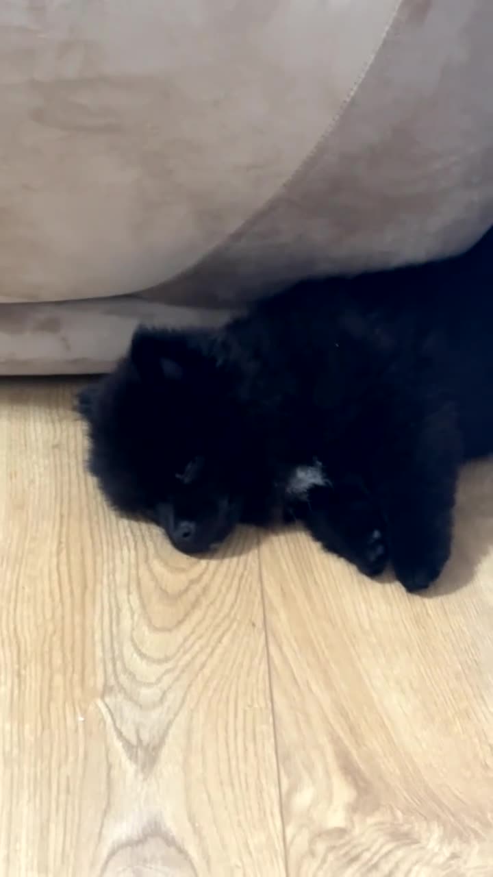 Pomeranian dogs for sale: Pomeranian  in London - Video 1