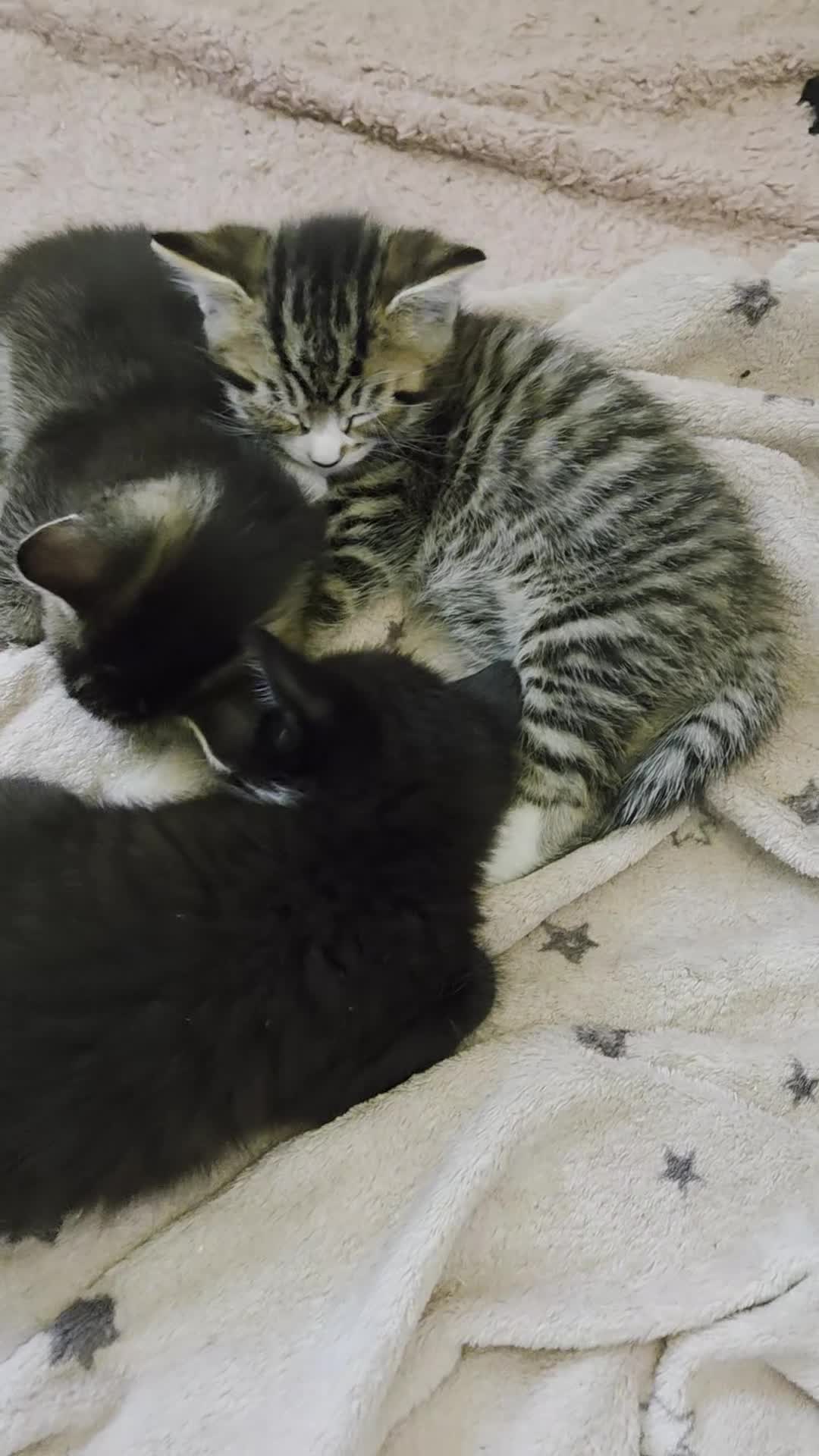 Mixed Breed cats for sale: Beautiful kittens looking for their forever homes  - Video 1