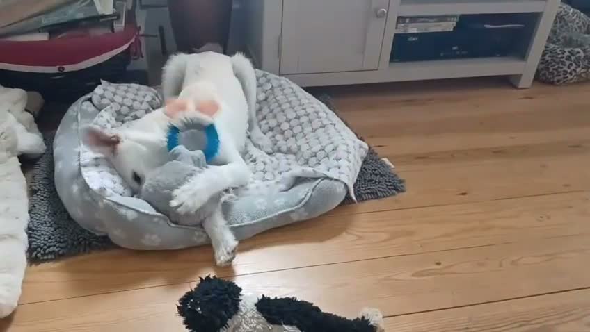 Mixed Breed dogs for adoption: Tam 🐶💙 - Video 1