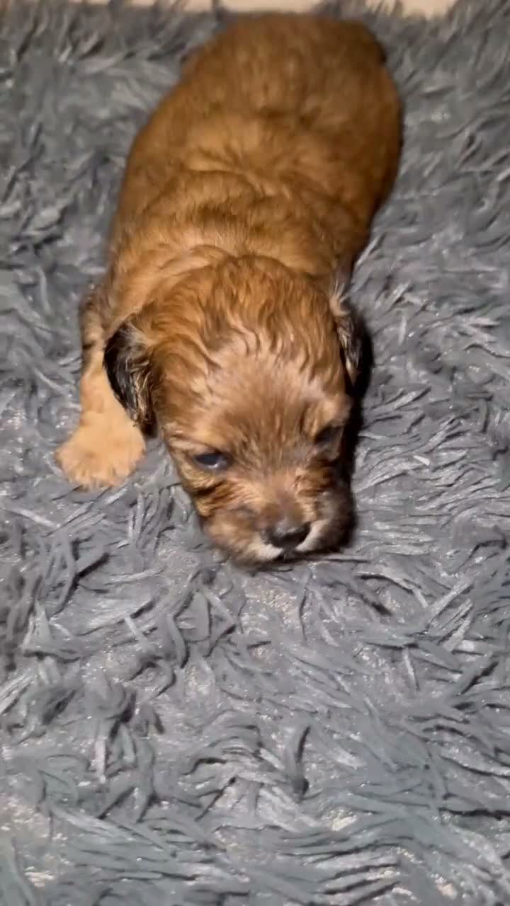Maltipoo dogs for sale: REDUCED READY NOW !Maltipoo pups  - Video 2