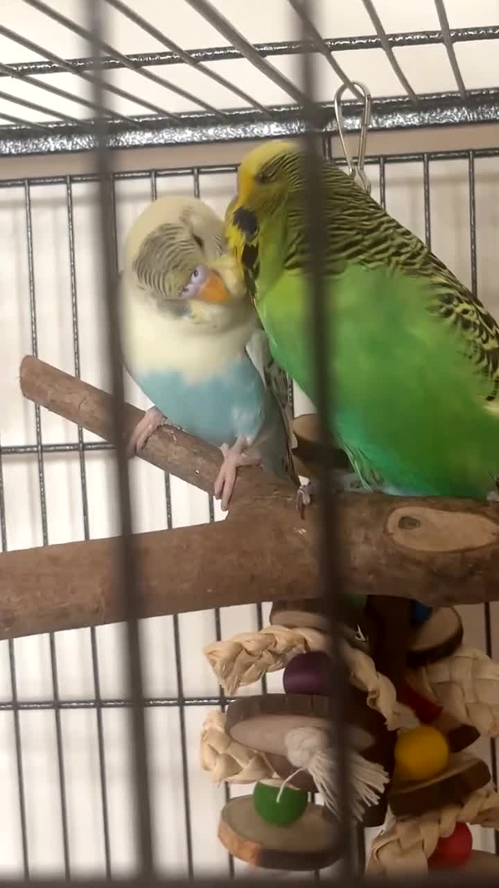 Budgerigars birds for sale: 2 bonded budgies, flight cage and toys  in Salisbury - Video 1