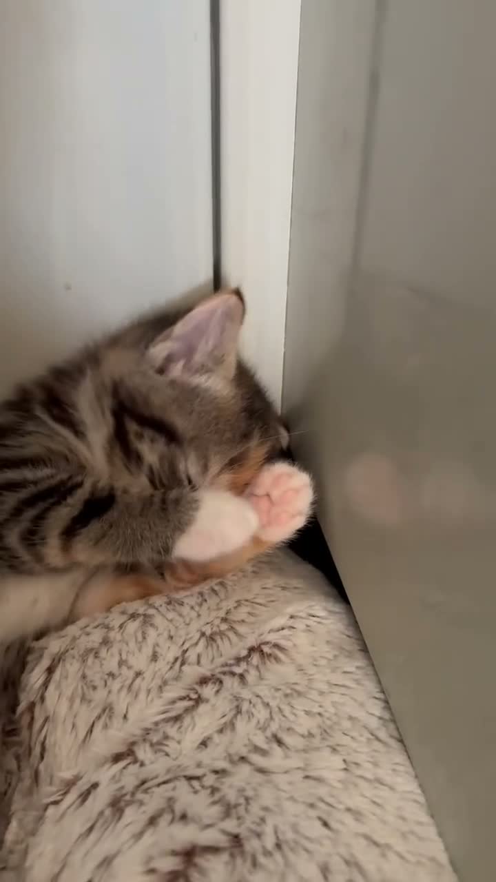 Mixed Breed cats for sale: Last Little Girl - Ready 16 October - Video 2