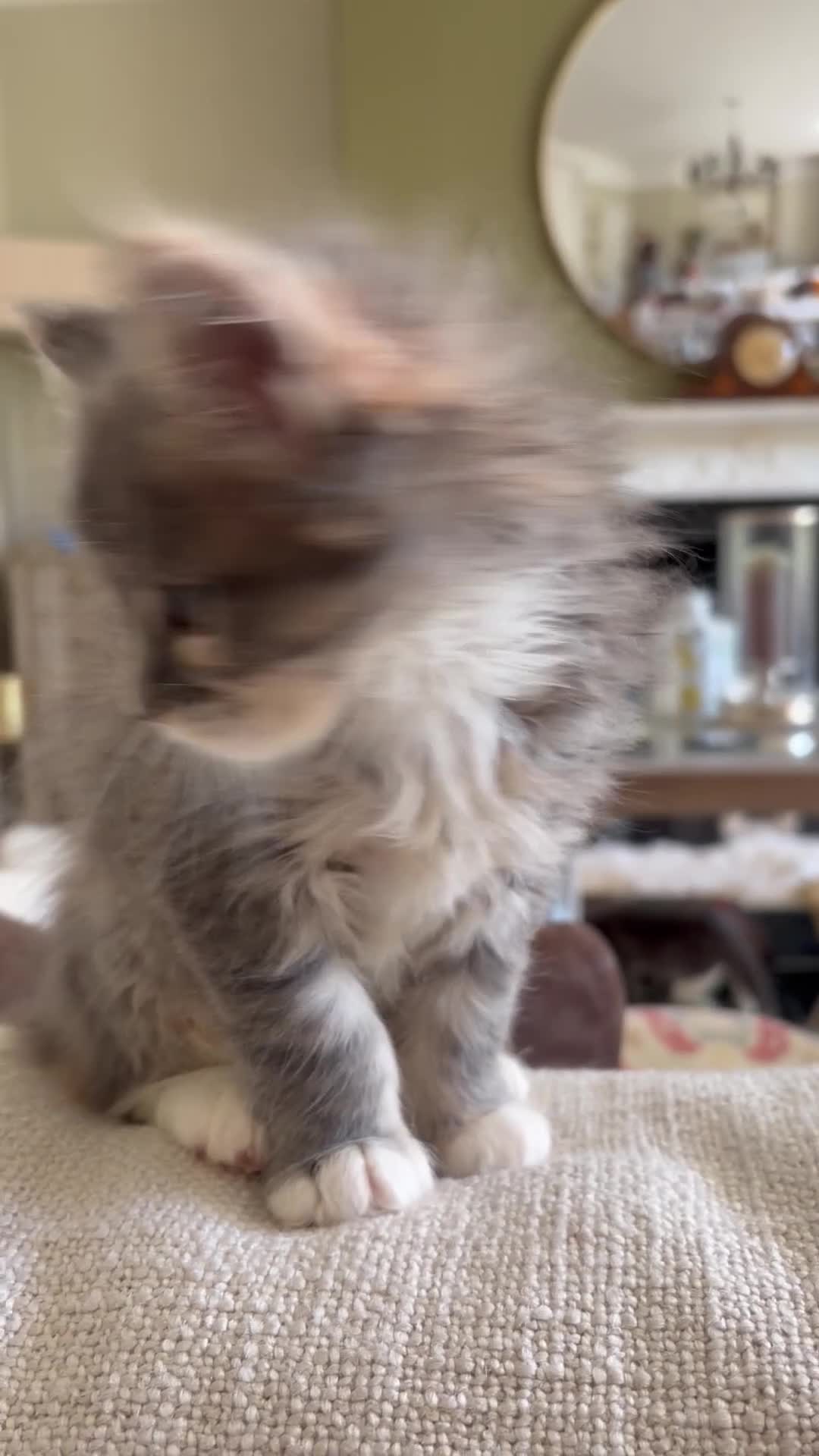 Maine Coon cats for sale: Pure breed Maine coon kitten  - Video 1