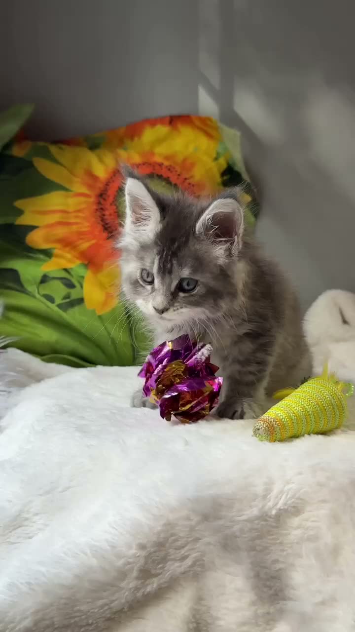 Maine Coon cats for sale: Beautiful litter of 7 Maine Coon kittens  - Video 5