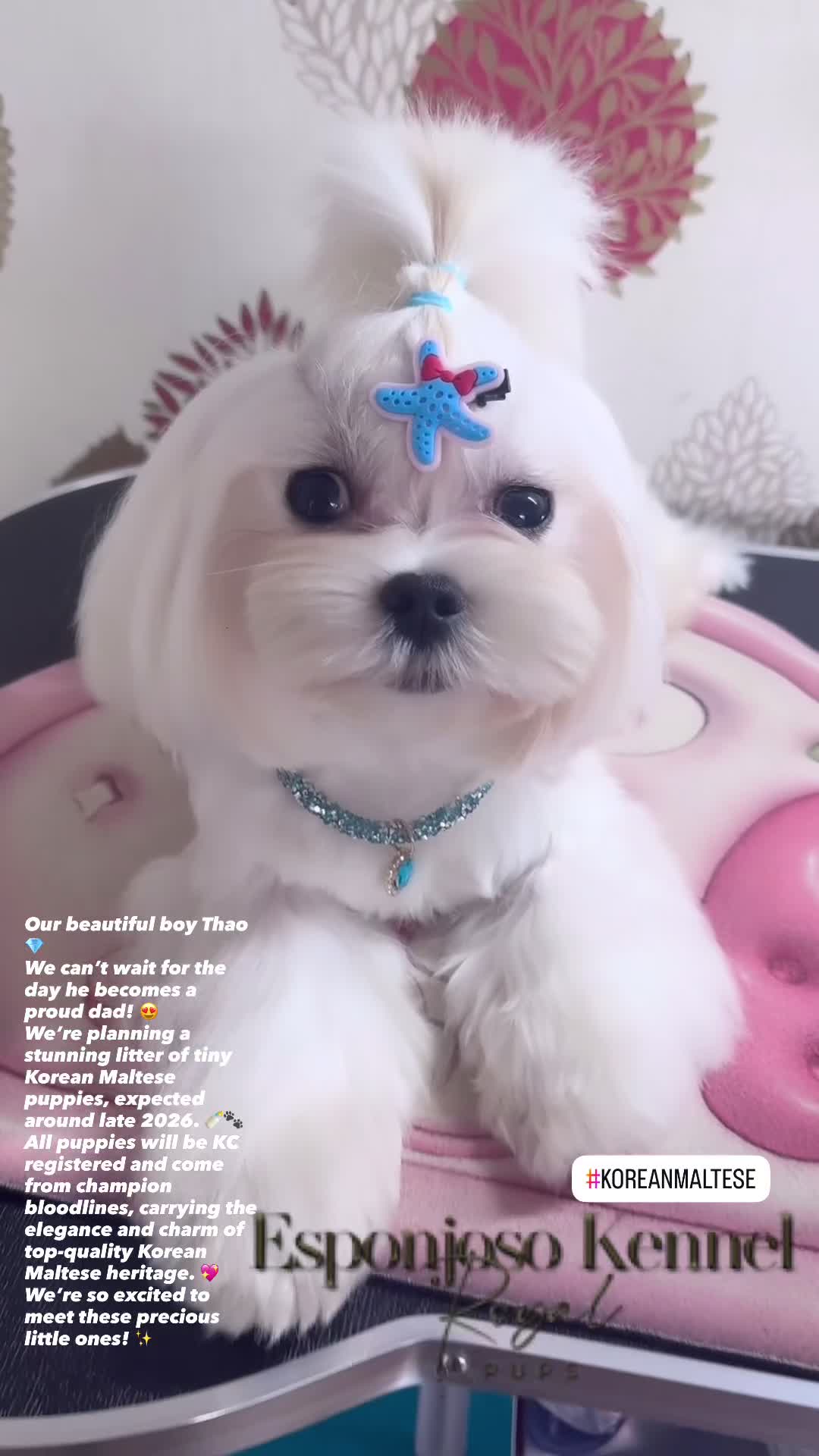 Maltese dogs for stud: ✨Exquisite DOLL KC Korean Maltese Stud DNA Clear ✨ - Video 1