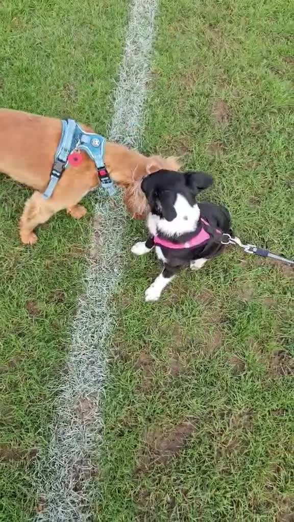 Border Collie dogs for sale: This is bambi  - Video 1