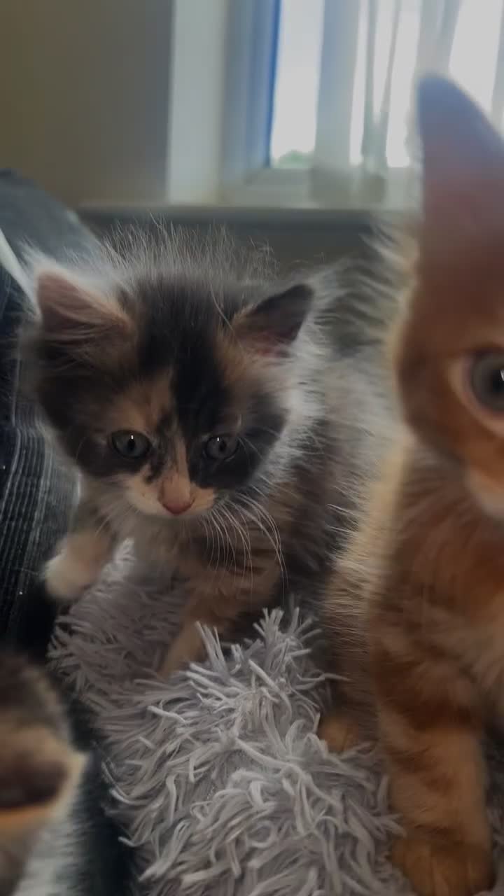 British Longhair cats for sale: Cute & fluffy British longhair kitten (leave soon) - Video 5