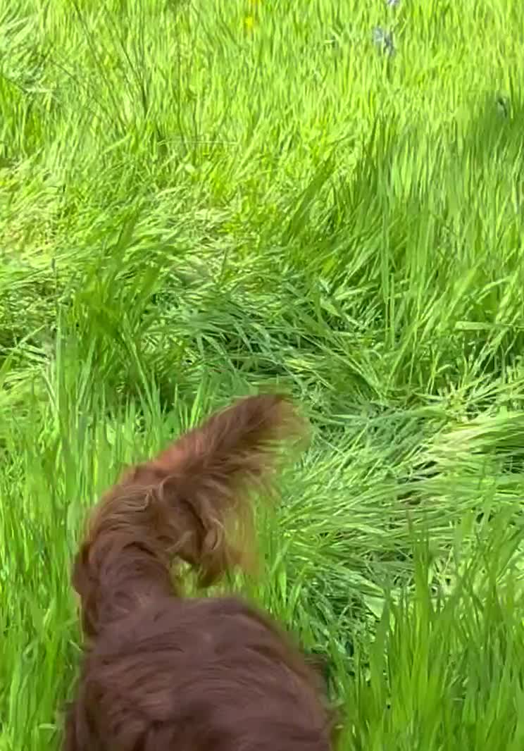 Irish Setter dogs for stud: AceOfAces IRISH SETTER At Stud in Whitland - Video 1