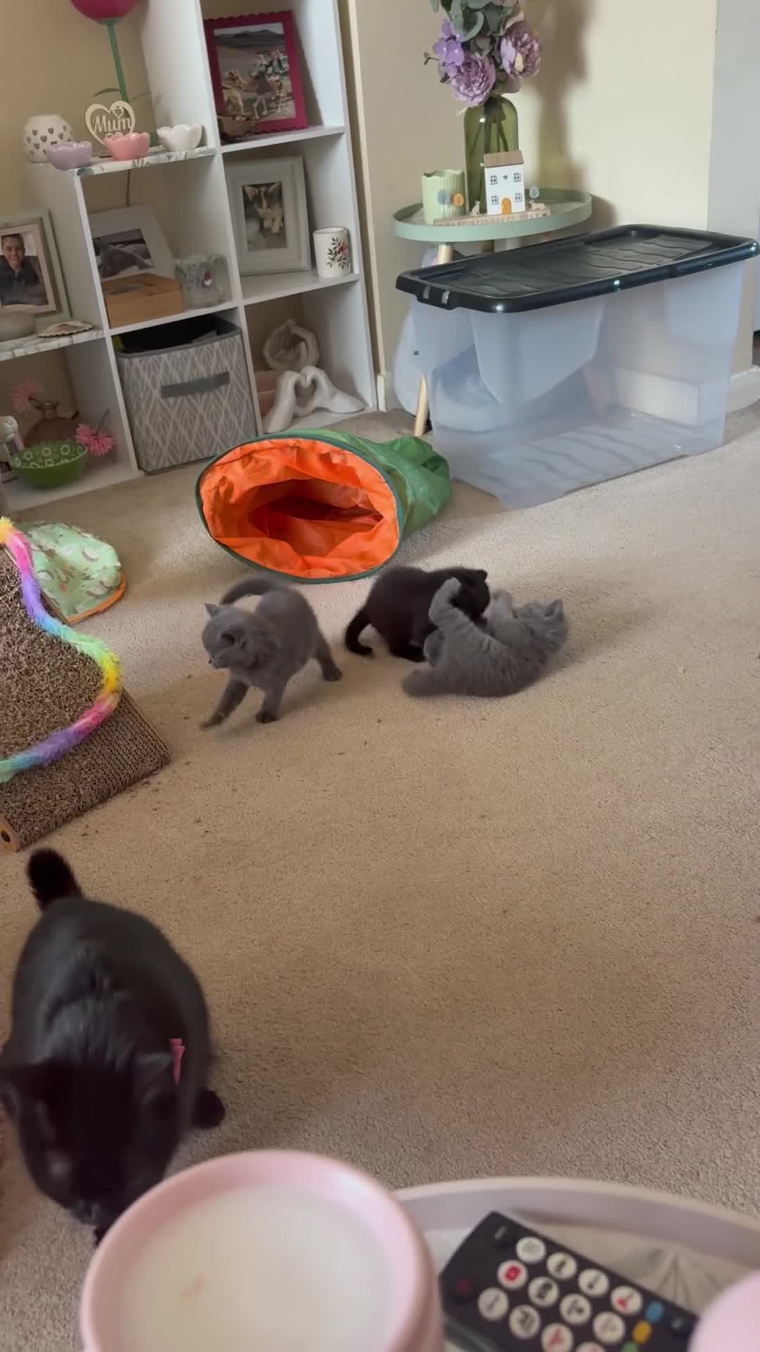 British Shorthair cats for sale: Gorgeous Kittens  - Video 1