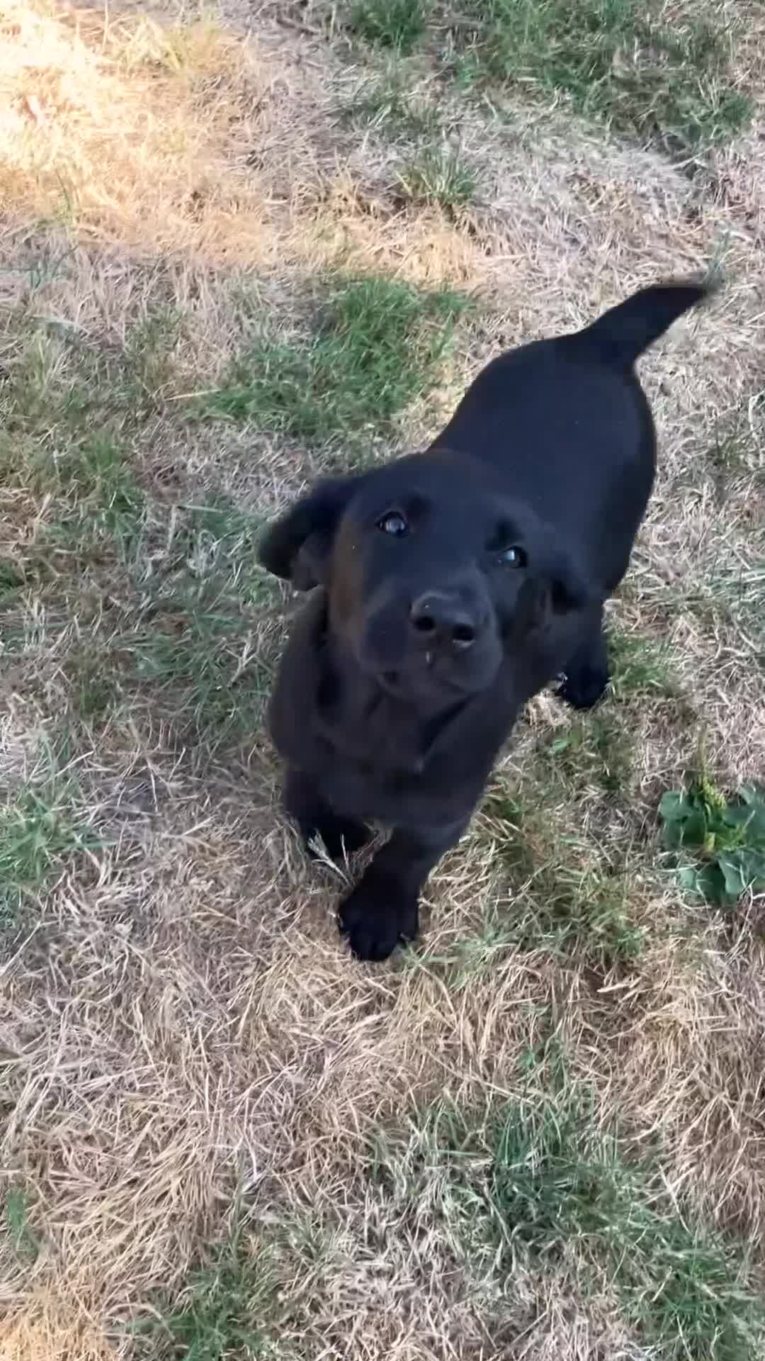 Labrador Retriever dogs for sale: Ready now KC reg’d   Quality  - Video 1