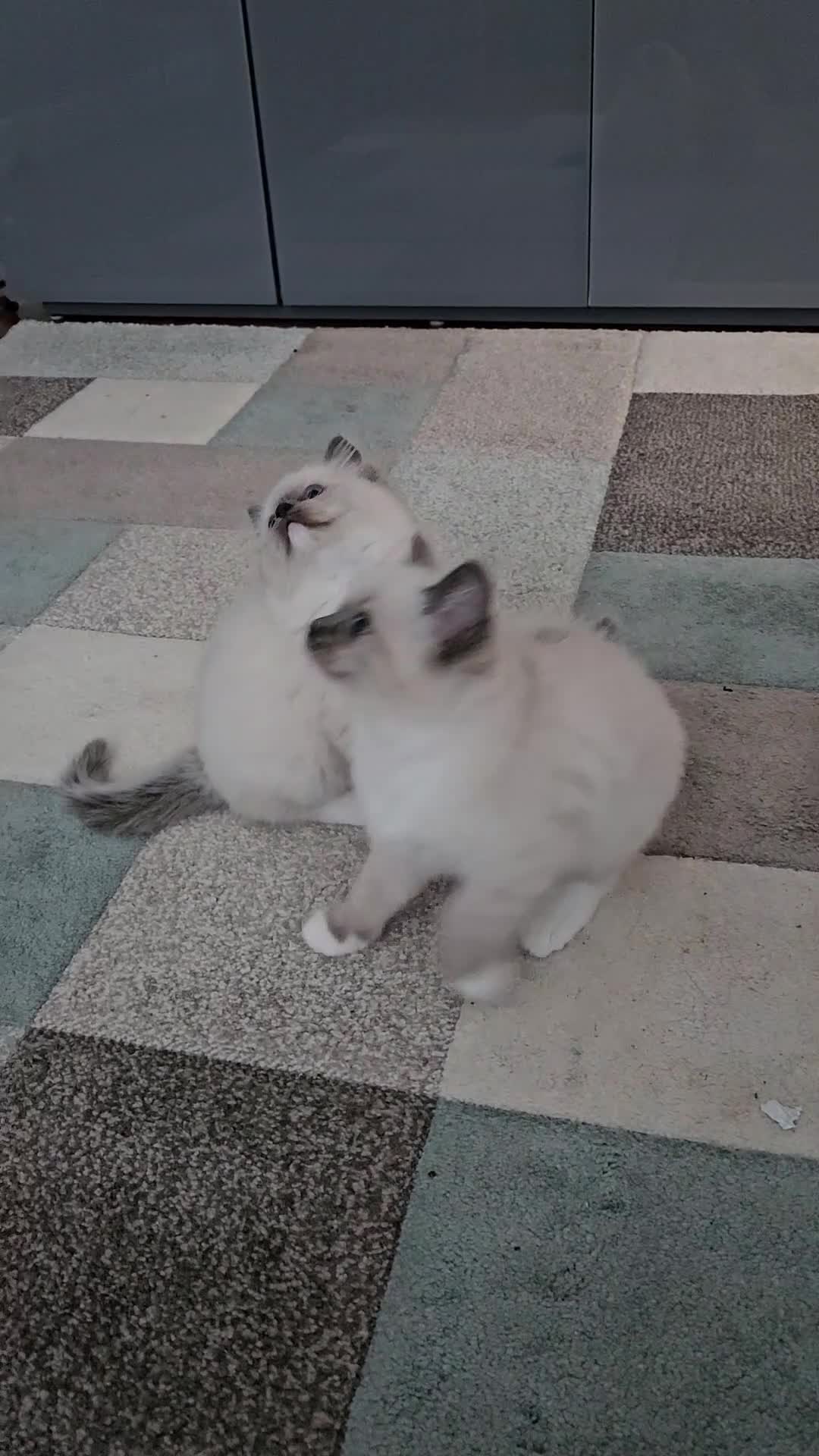 Ragdoll cats for sale: Stunning Ragdoll kittens  - Video 3