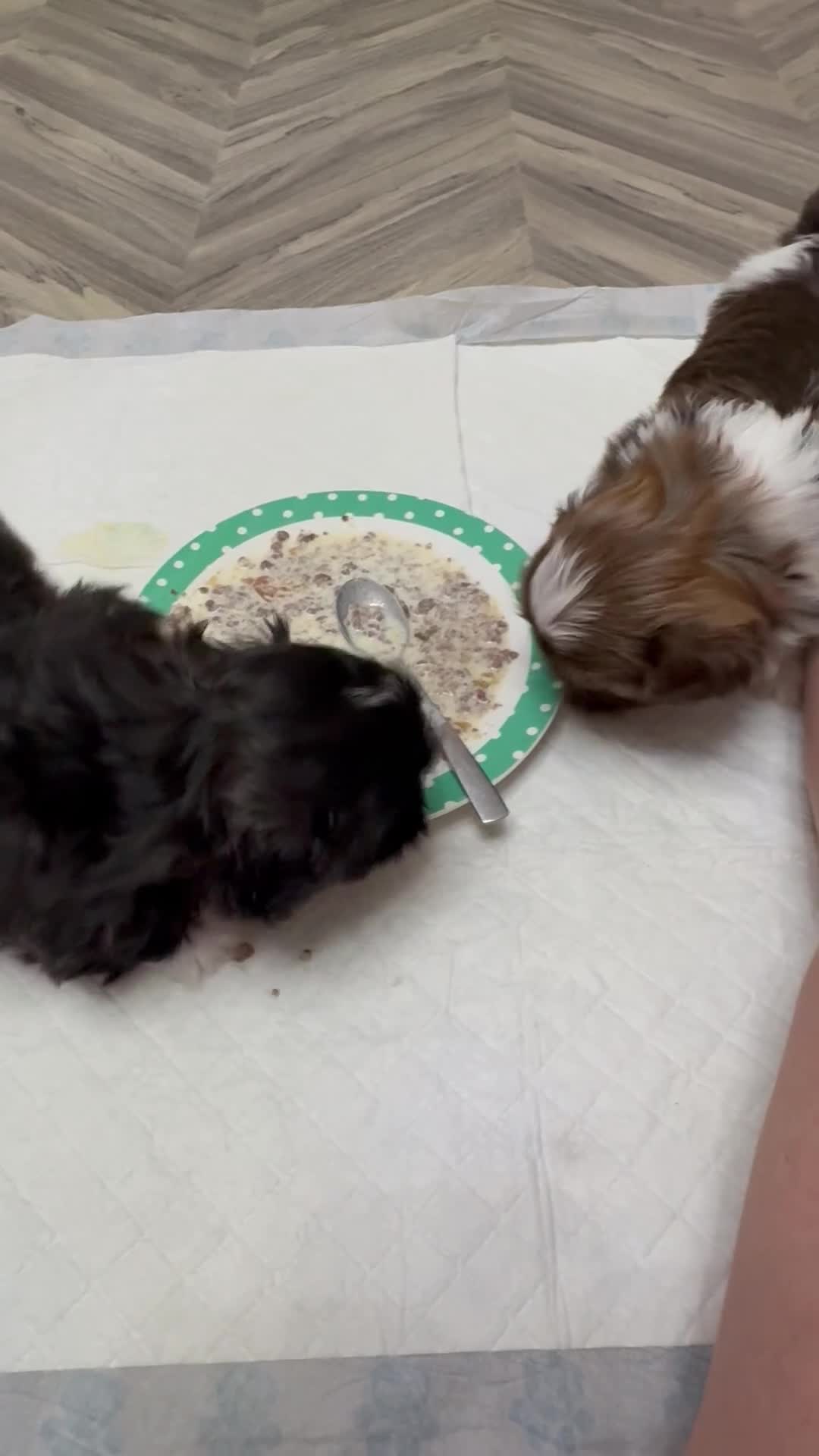 Shih Tzu dogs for sale: Stunning Shih Tzu puppies - Video 2
