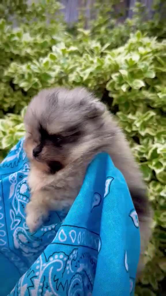 Pomeranian dogs for sale: Pomeranian Unique colour boys  - Video 2