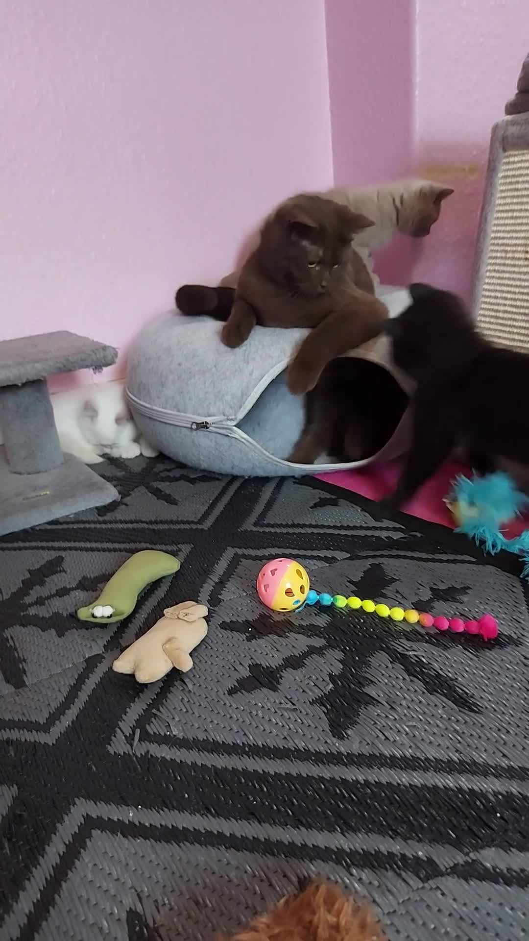 British Shorthair cats for sale: Bradford 4 british shorthair kittens ready  - Video 1
