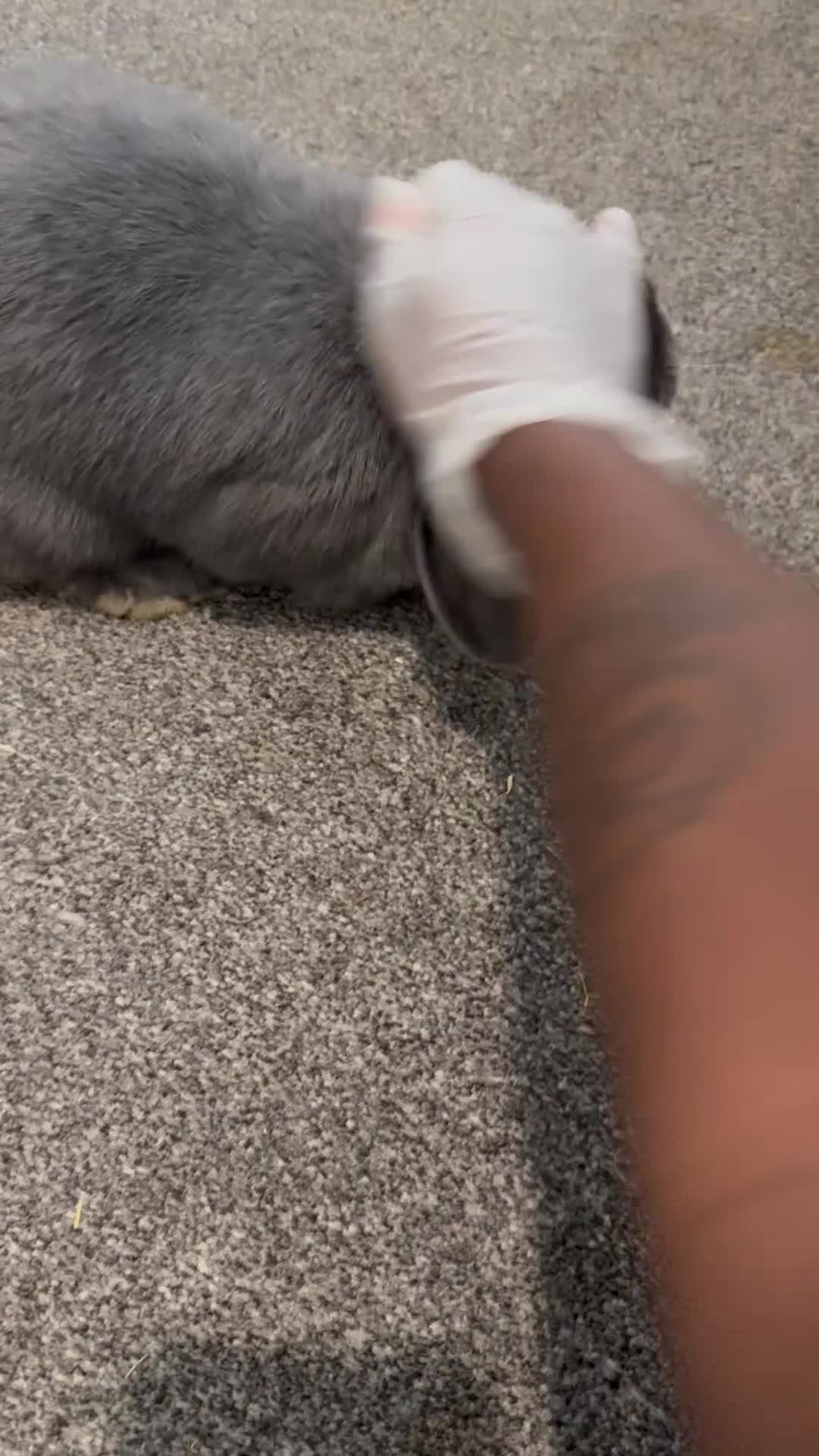 English Lop rabbits for sale: 2x female rabbits.  - Video 1