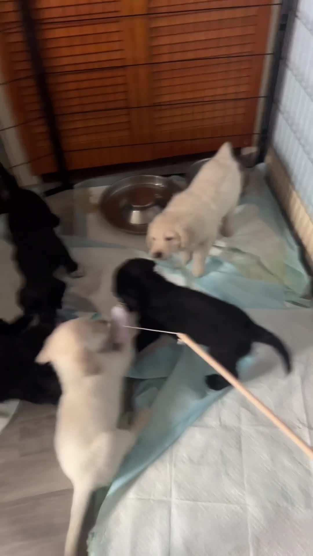 Mixed Breed dogs for sale: Stunning Litter of Labradoodle x Pyrenees - Video 5