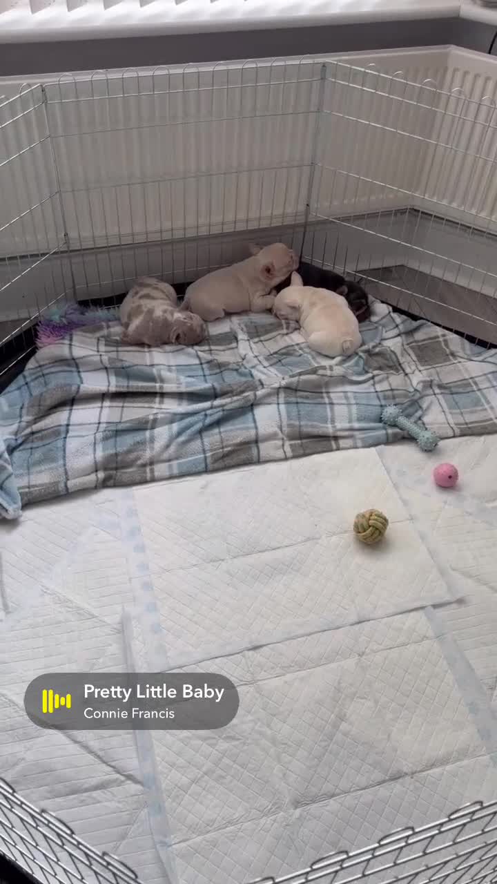 French Bulldog dogs for sale: Stunning KC registered Frenchies😍 2 male 1 female - Video 3