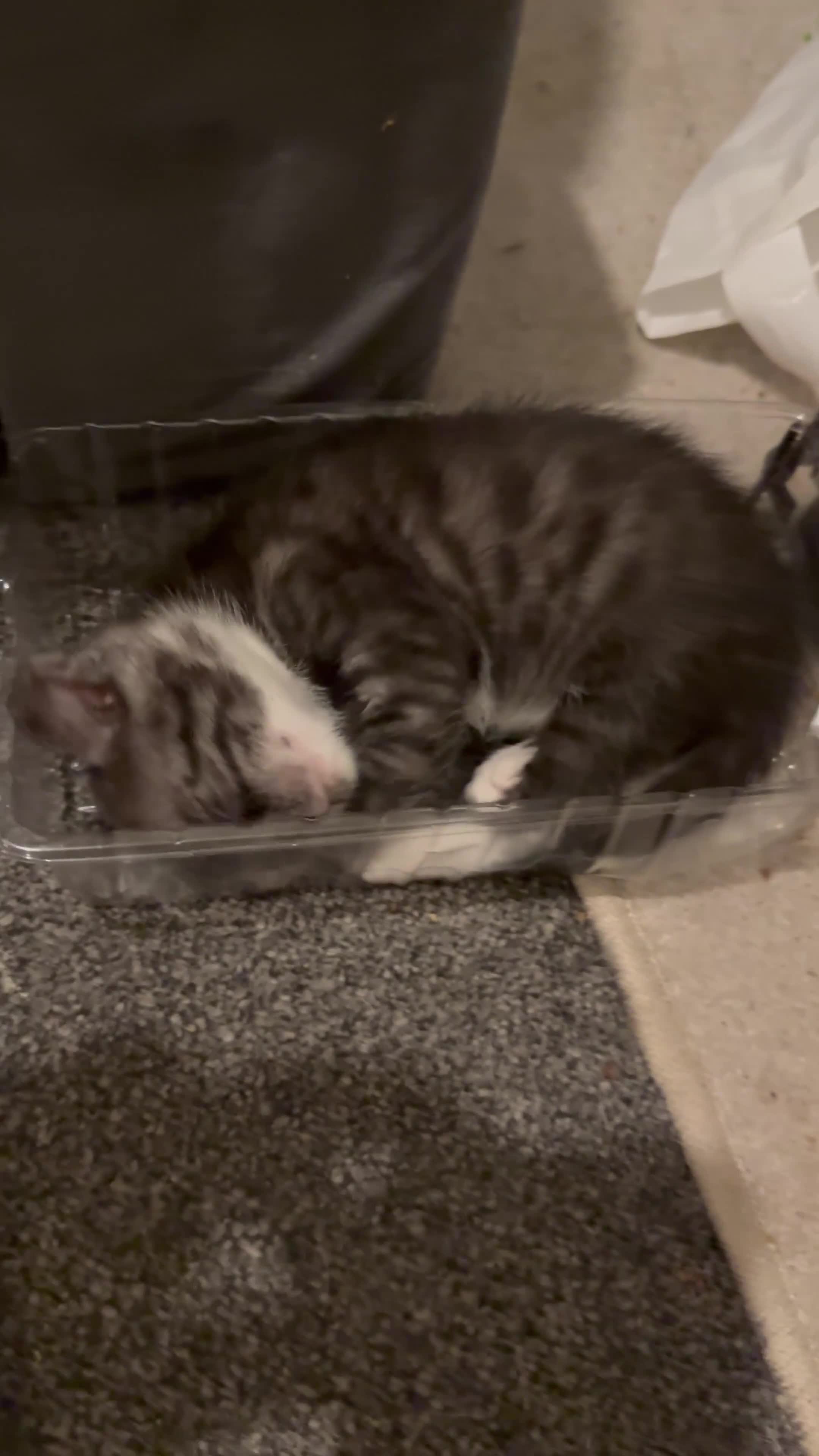 Bengal cats for sale: Bengal kittens  in Llanelli - Video 2