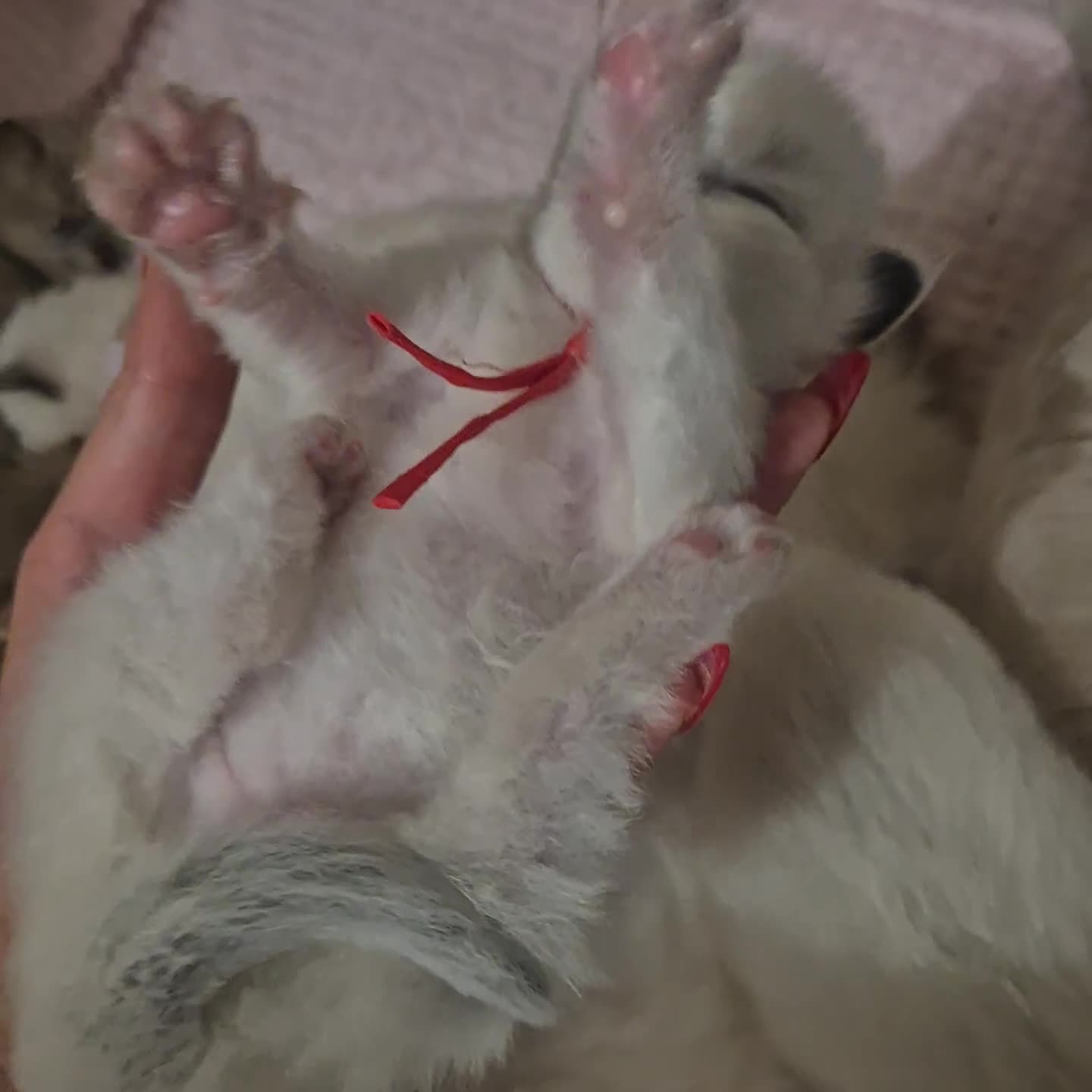 Ragdoll cats for sale: Proven healthy ragdolls 🐾 Sepias & traditionals   - Video 2