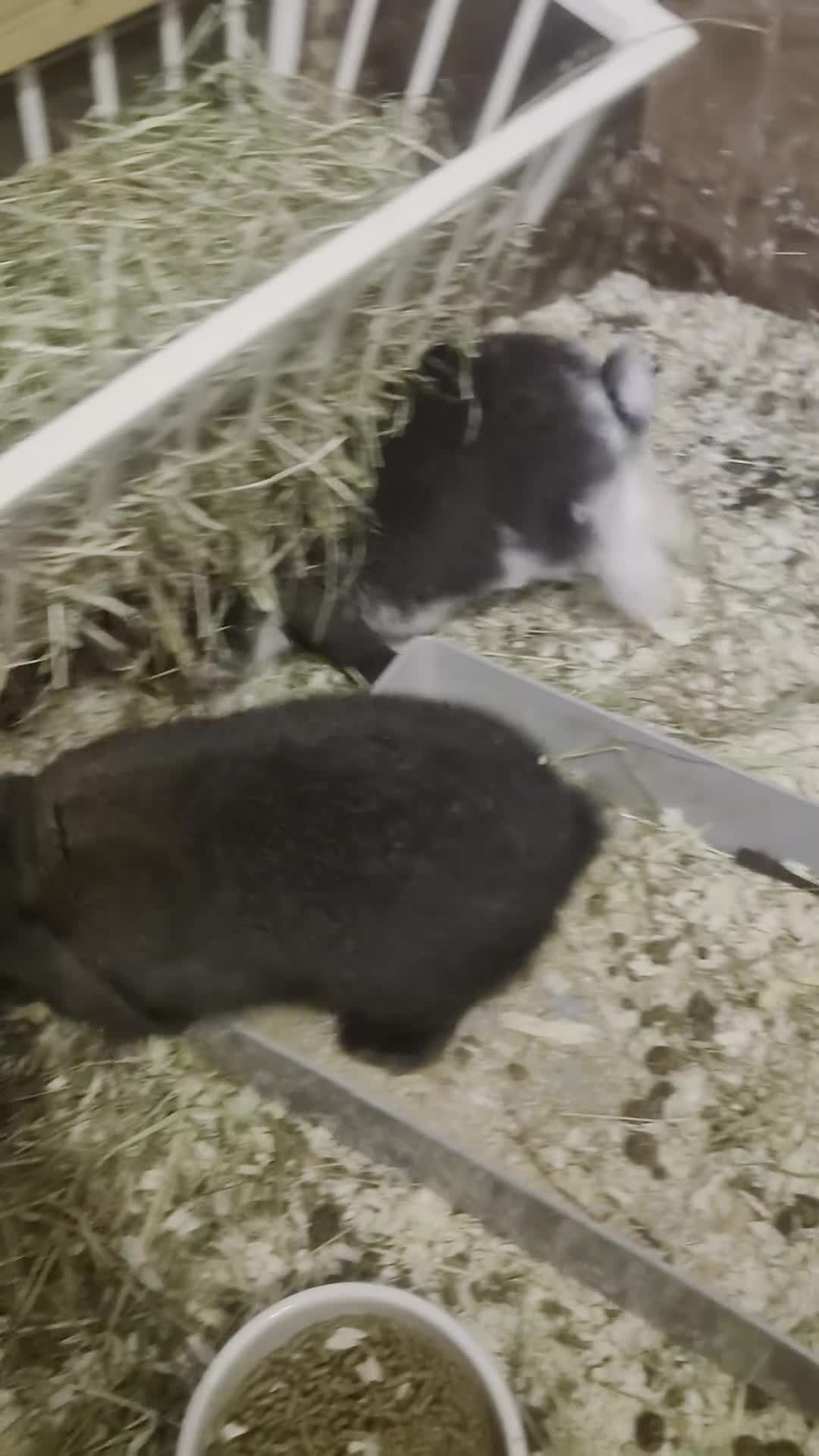 French Lop rabbits for sale: 🐰💙 TWO BEAUTIFUL MALE GIANT FRENCH LOPS 💙🐰 - Video 2