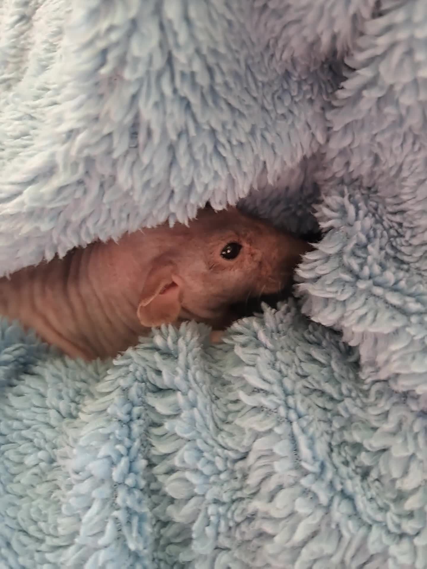 Rat rodents for sale: Bald fancy rats - Video 1